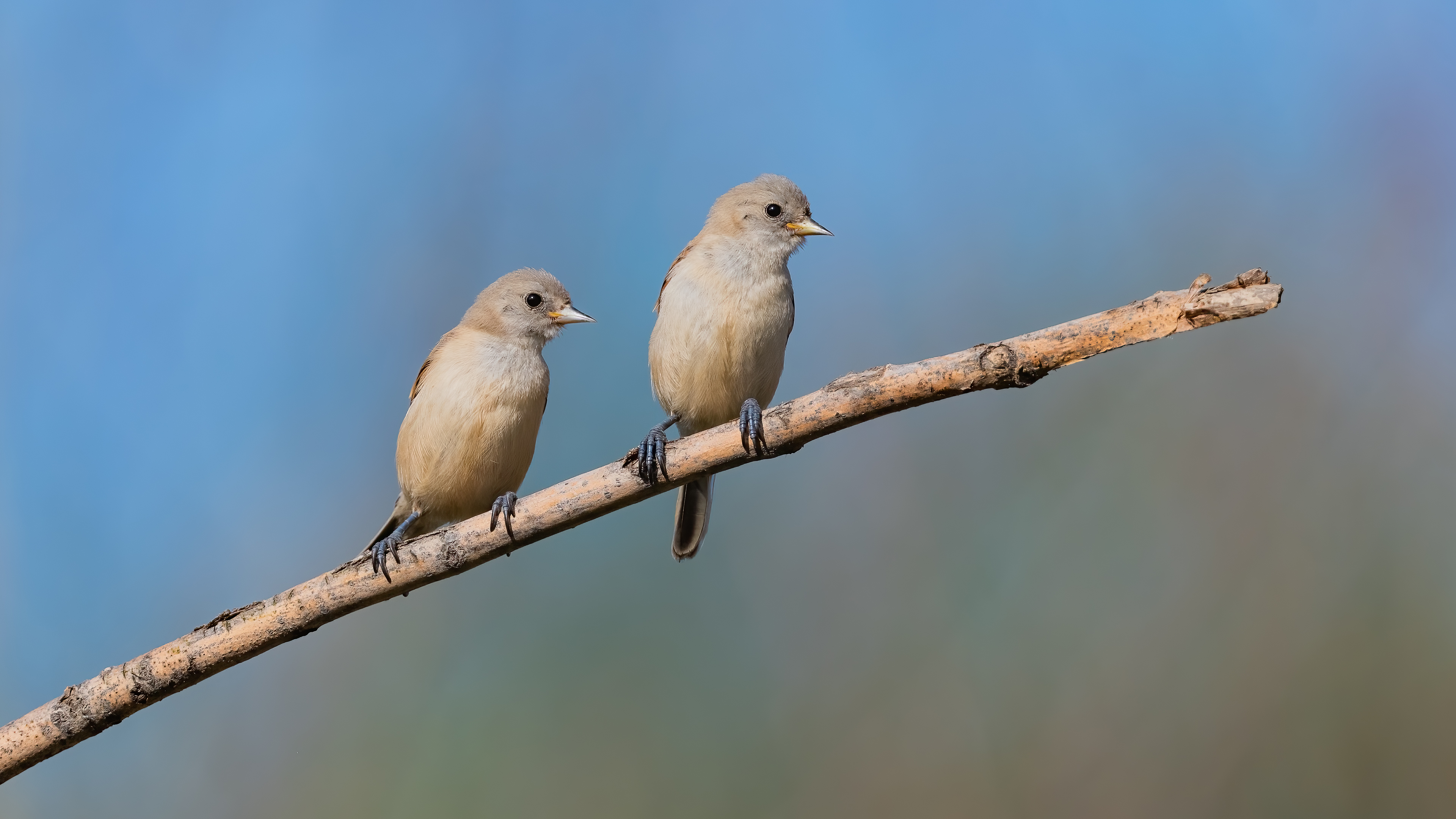 Eurasian Penduline-Tit